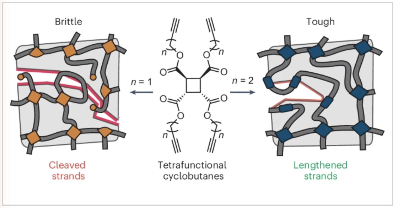 Tetrafunctional cyclobutanes tune toughness via network strand continuity